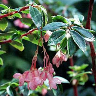 Jardineria, Catalogo de Plantas: Begonia fuchsioides