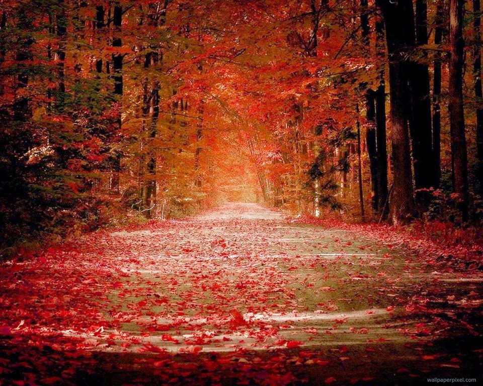 ���� �������