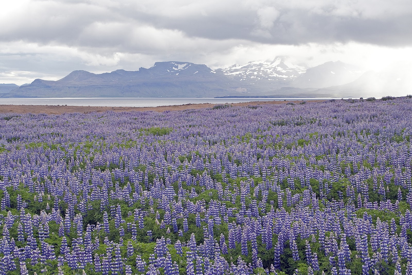 Lupine Blooming in Iceland When and Where to See Them