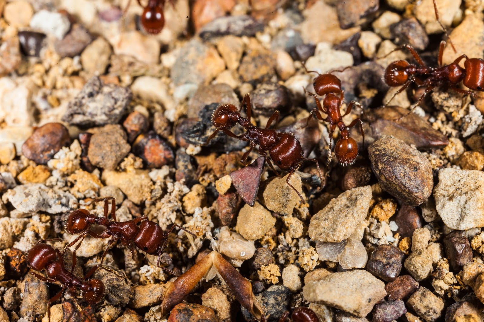 JaredDavidsonPhotography Macro Photographs of Red Harvester Ants