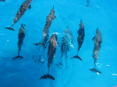 delfini Berenice