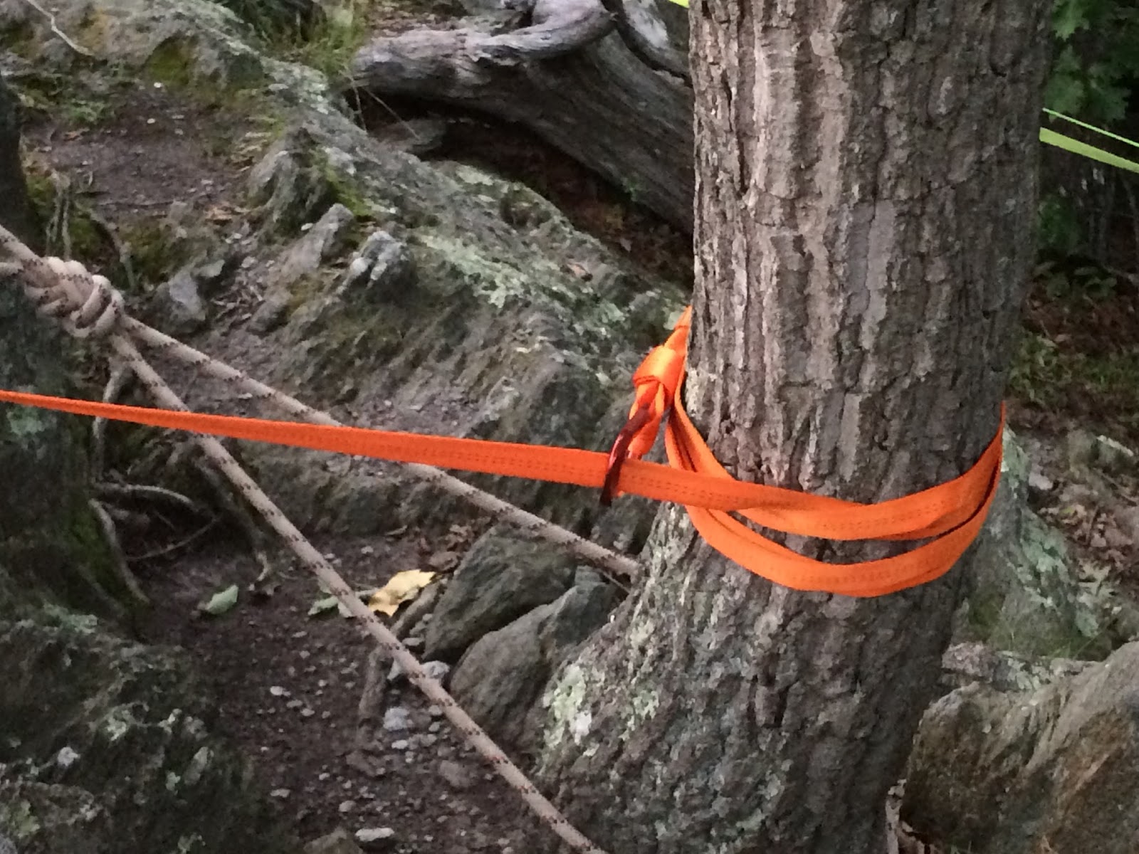 tree top rope anchor