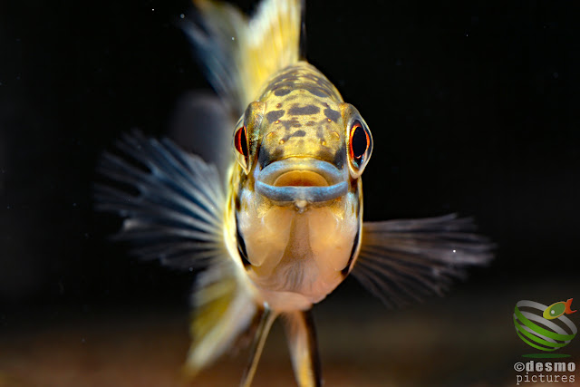 Apistogramma sp. pacman