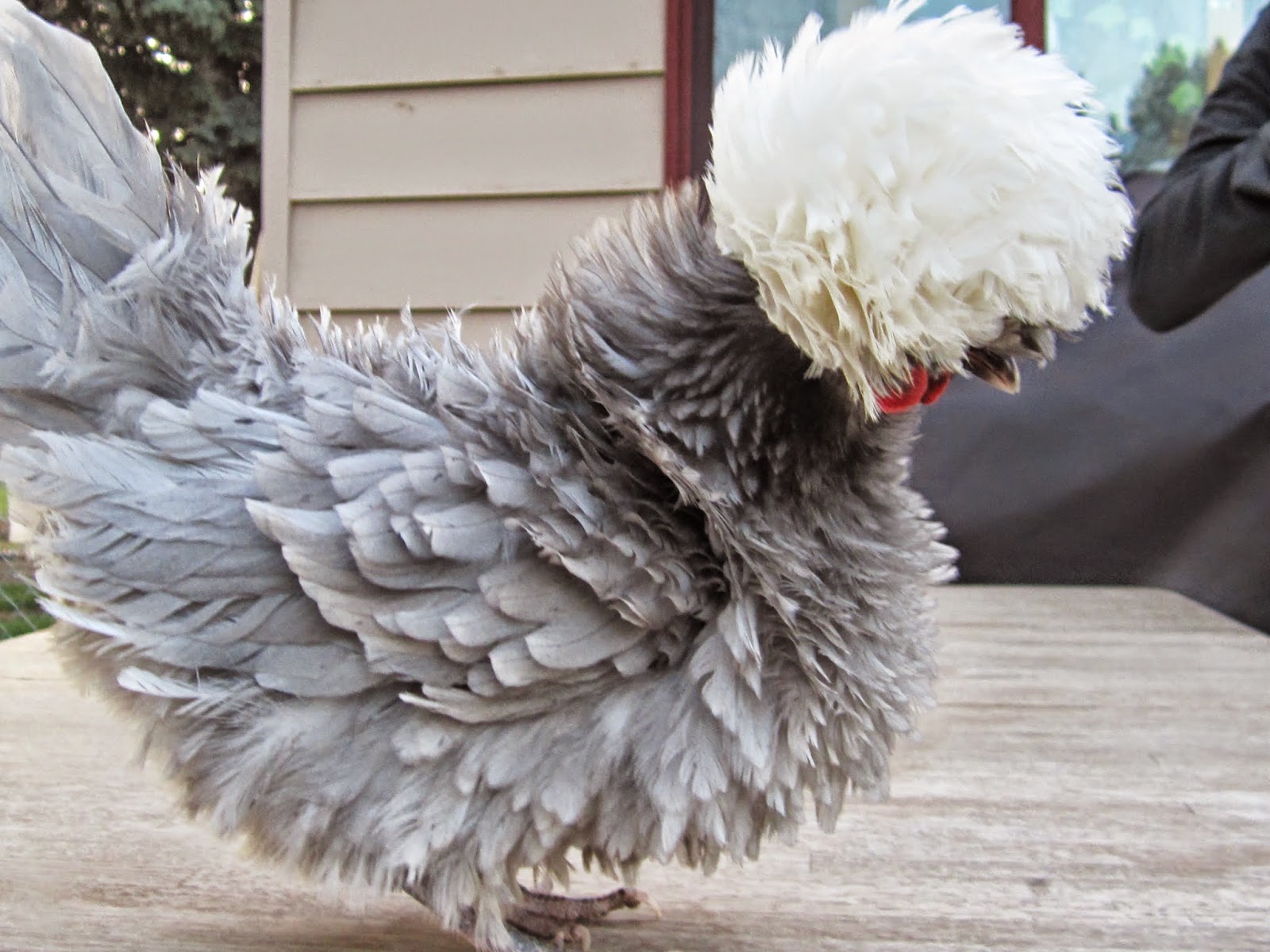 Авиколор порода кур. Смешные породы кур. Frizzle Polish Chicken. Buff Silkie Bantam. Red buff Silkie Bantam Rooster.