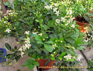 Murraya paniculata