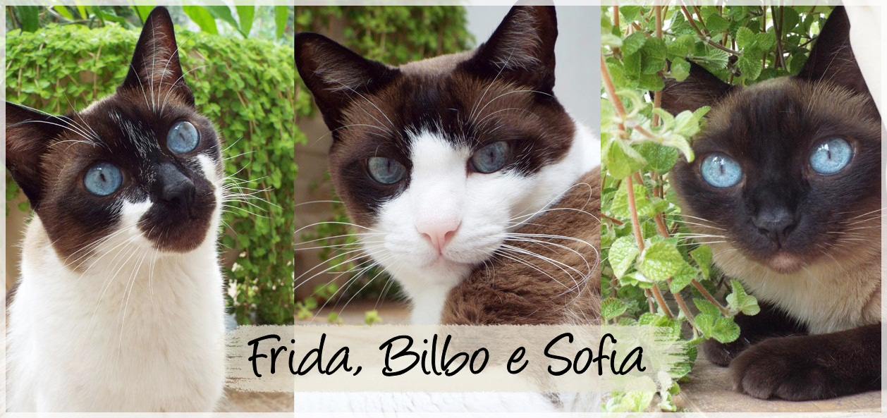 Frida, Sofia e Bilbo Cats