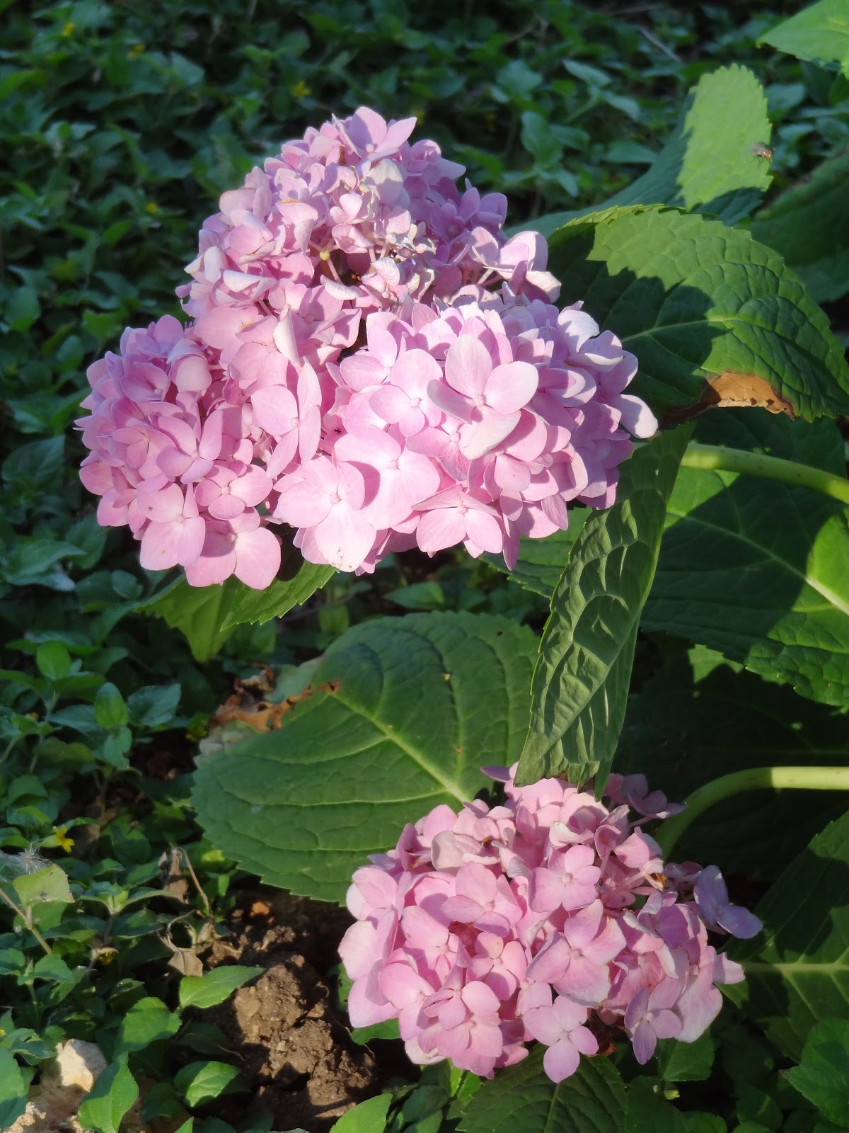 Rebecca�s Texas Garden Shade for the Hydrangeas