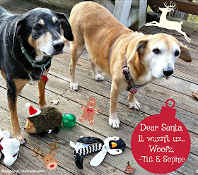 two senior rescue dogs ready for Christmas