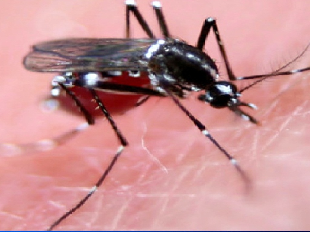 GLADYS PARRA Mosquitoes survive raindrop collisions by virtue of their