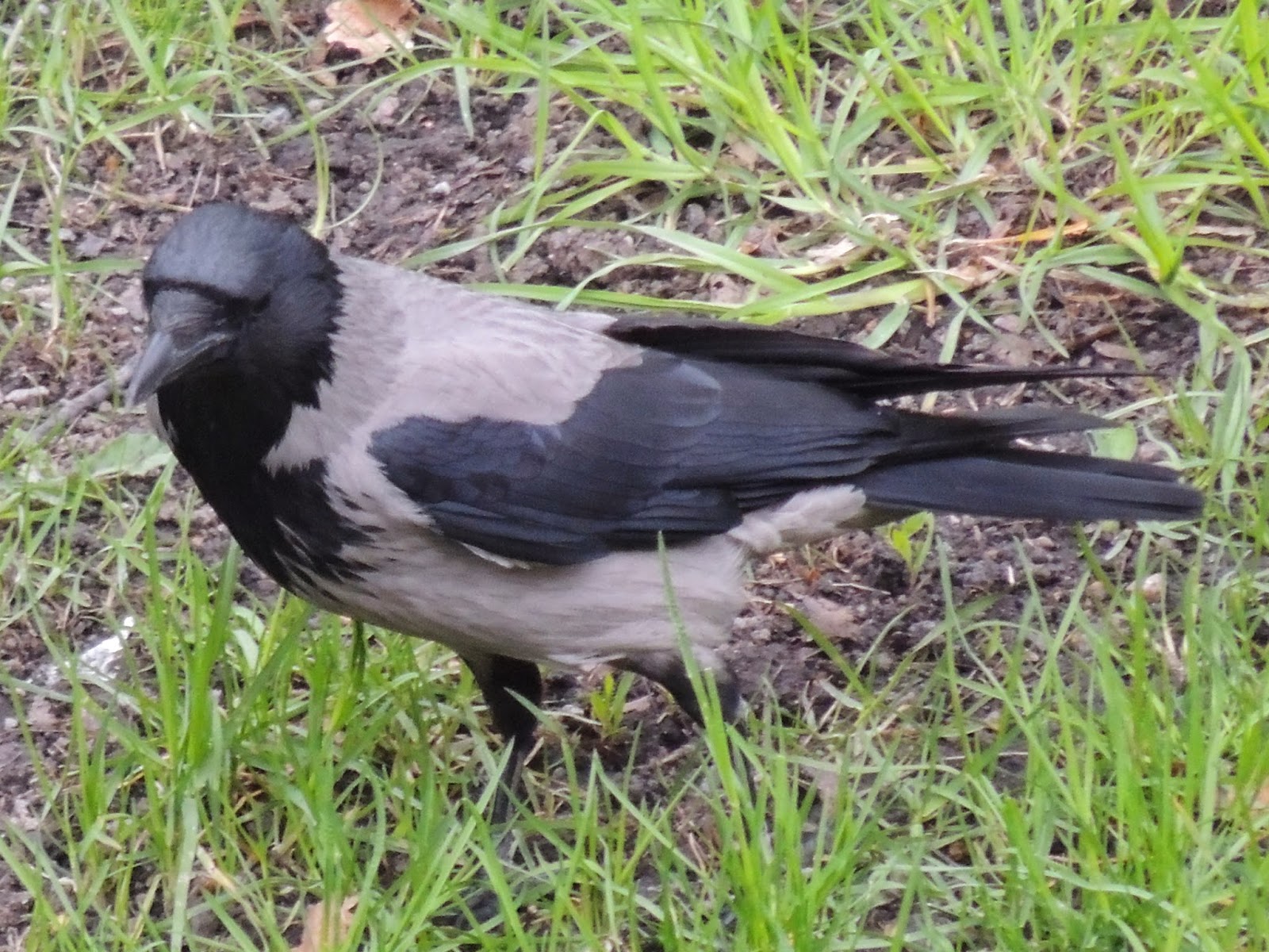 Bloggen om lite av varje, från då till nu: Veckans fågel är Kråka.