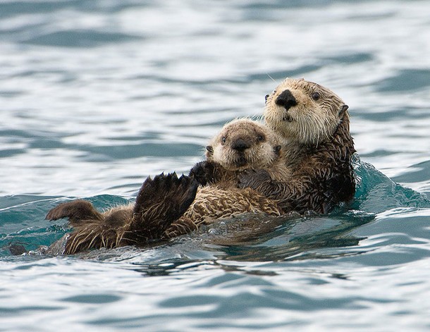 25 Amazing Pictures Of Wild Animals And Their Babies