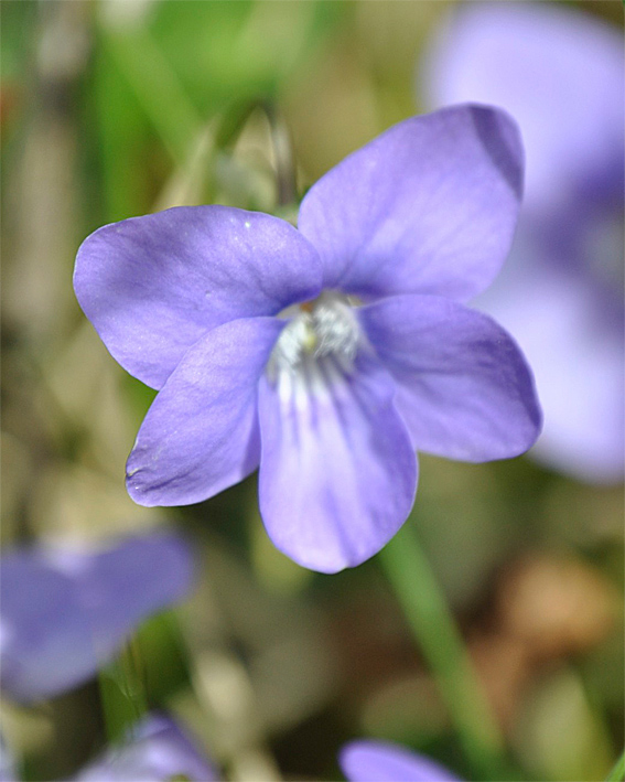 violet wedding shoes