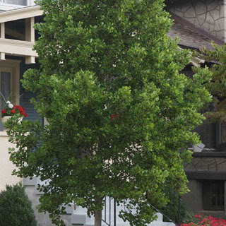 Plant Inventory At 20 Timothy Liriodendron Tulipifera Tuliptree Wayside Gardens