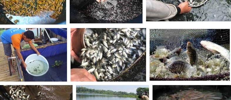 Penebaran Benih Ikan Nila Hingga Masa Pemanenan yang Benar