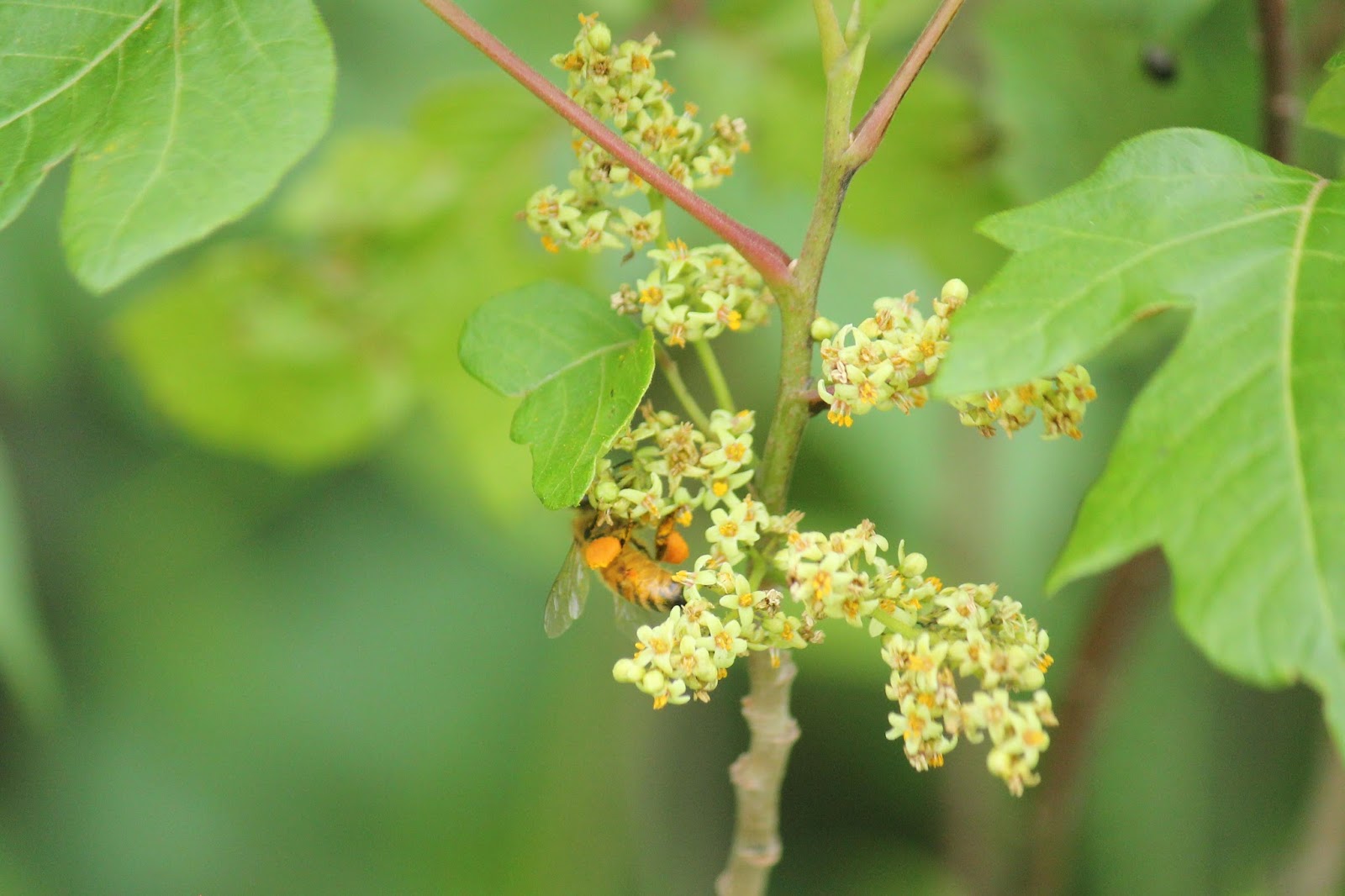 Along the Geronimo Creek Honey Producing Plants in