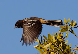towhee arizona oak spotted flats superior birding gordon adventures