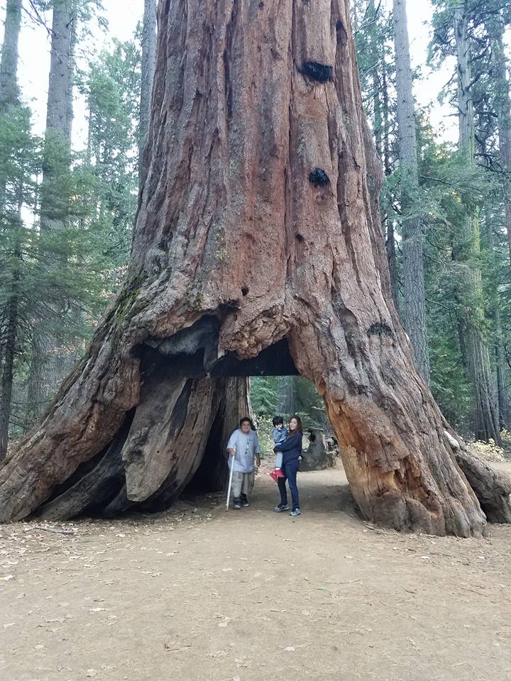sequoia tree falls giant