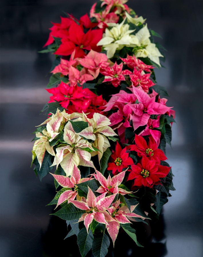 Kokedamas de polisettias para Navidad