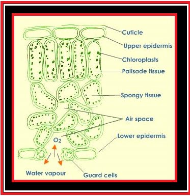 Berantas Kebodohan Di Bona Pasogit Jaringan Tumbuhan