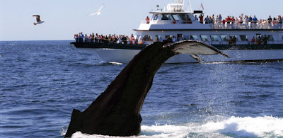 Whale Watching: February 2016