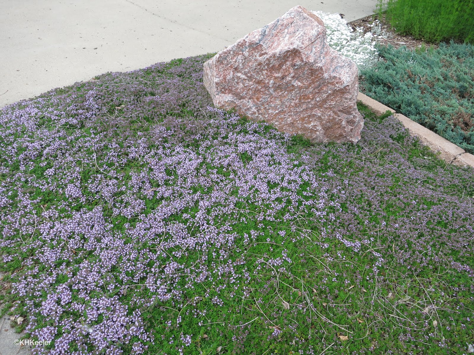 A Wandering Botanist Plant StoryThyme Lawn