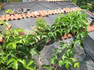 Passiflora edulis, en maceta