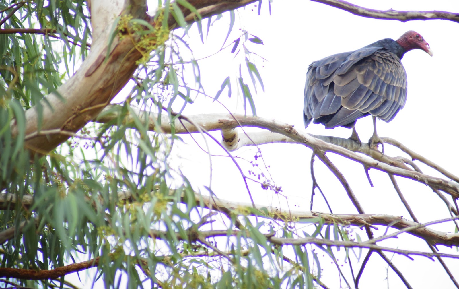 Butler's Birds Red Herring or a Reddish Egret?
