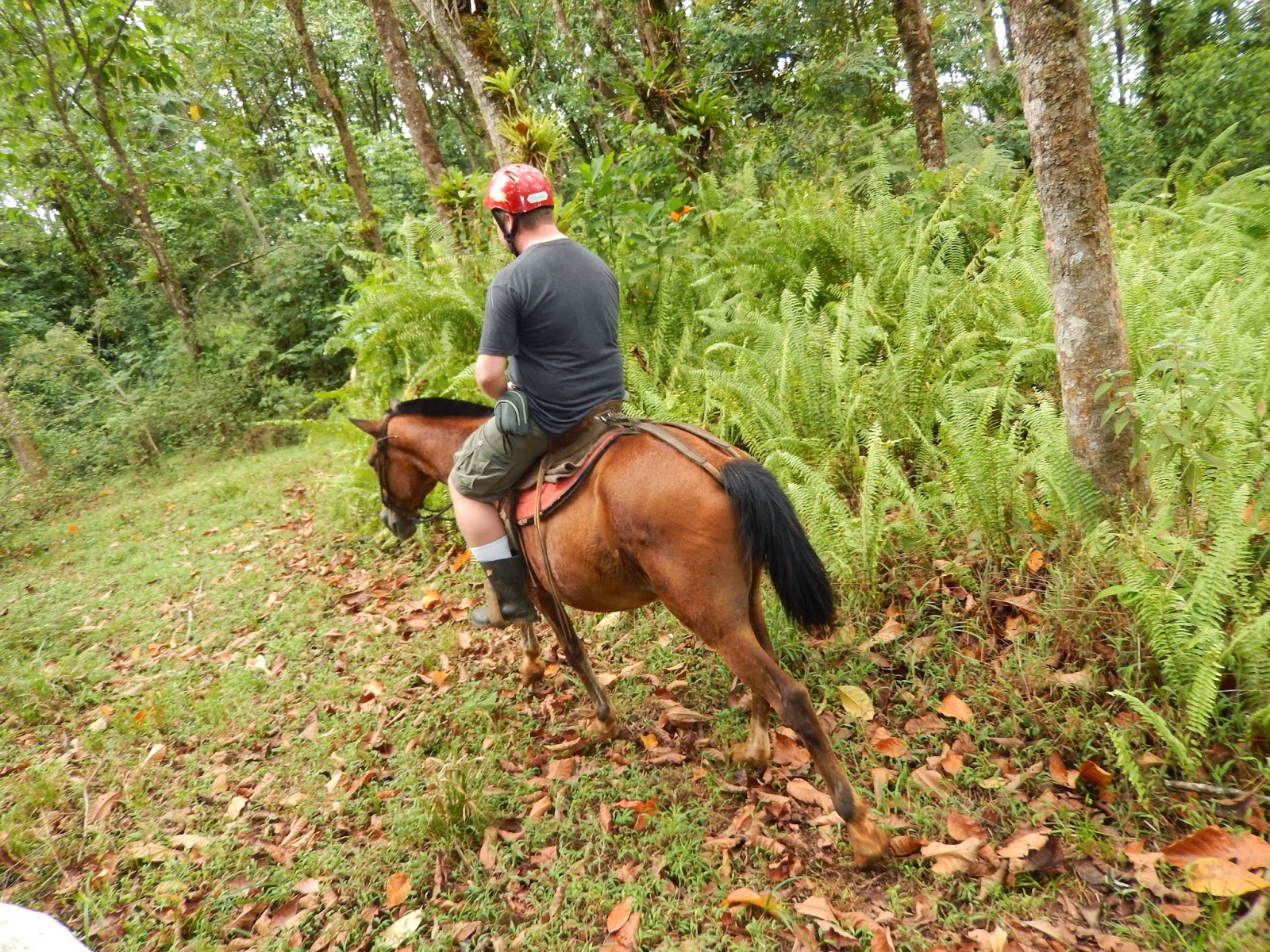 Carla's Got The Travel Bug Horse Back Riding In The Rainforest