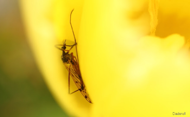 Moustique dans une tulipe 