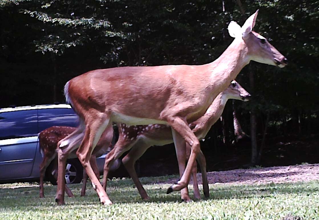 Backyard Pond Nighttime Visitor