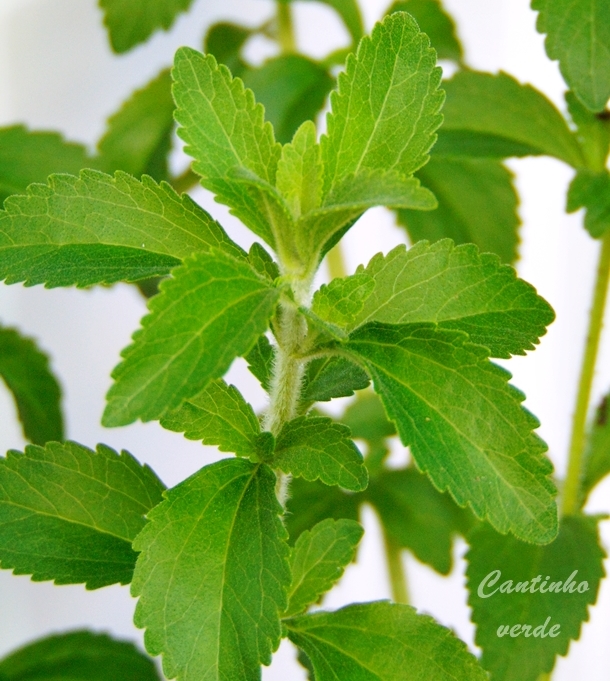Cultivo da stevia Cantinho verde horta e jardim