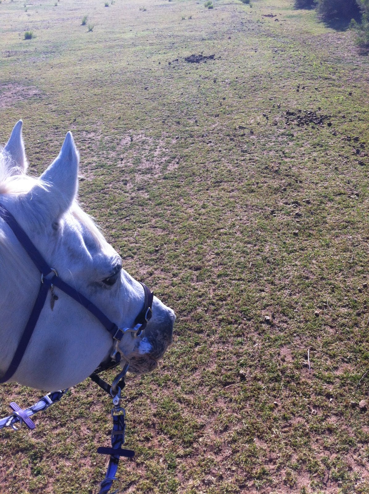 Go Pony Review Taylored Tack Simple Hackamore Headstall