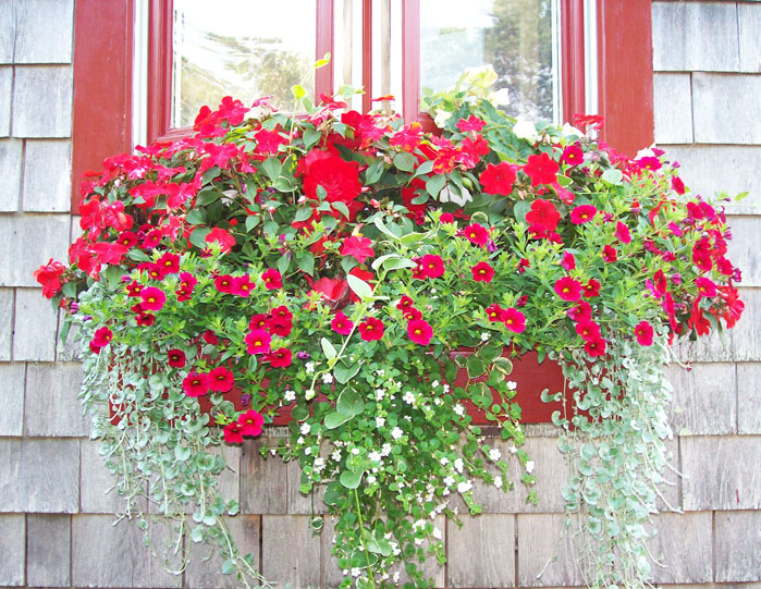 CAROL SCHIFF DAILY PAINTING STUDIO Window Flower Box Painting, Daily