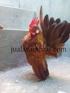 Ayam Serama Dewasa Jantan