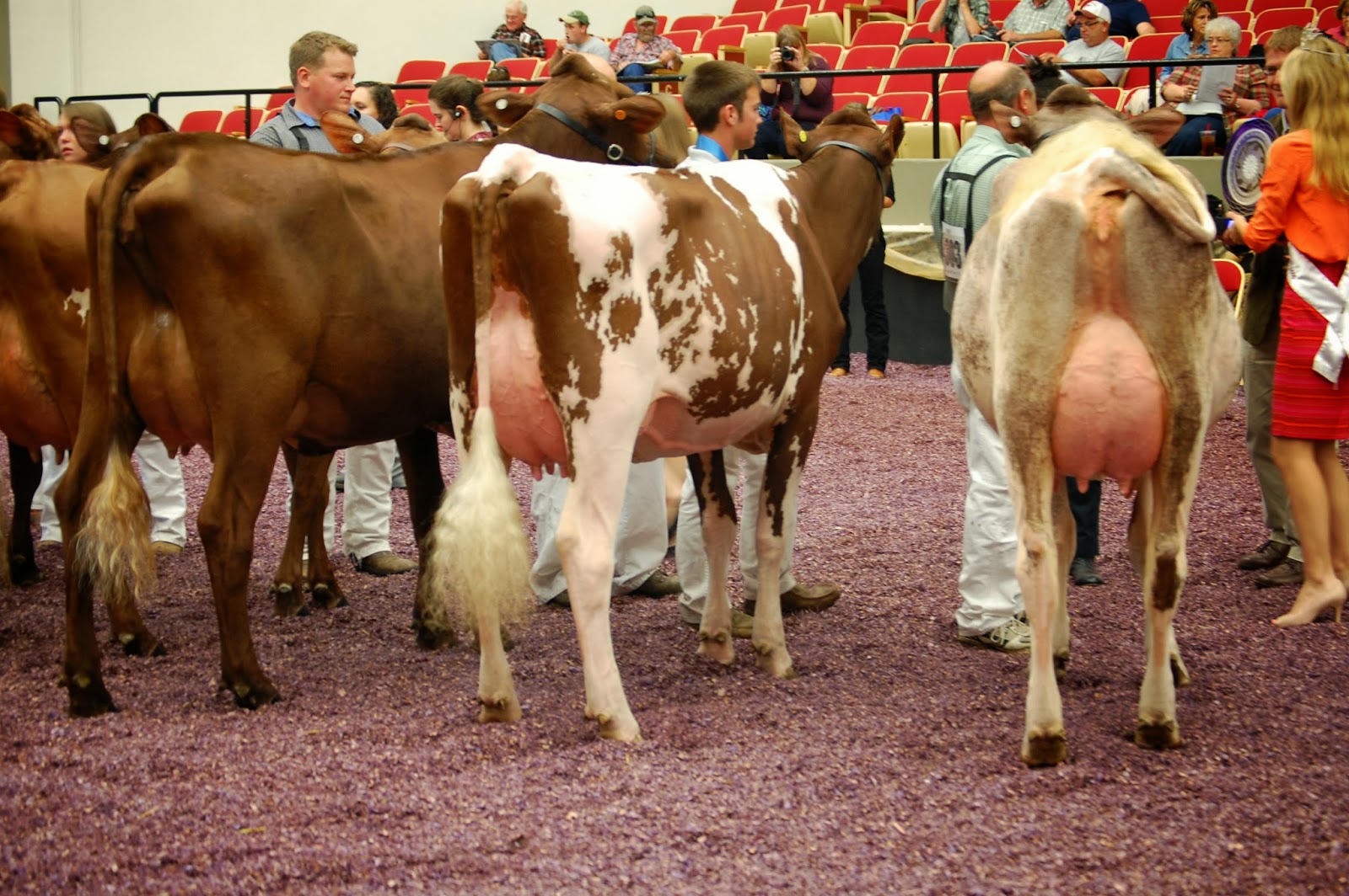 NEWS International Milking Shorthorn Show Cows