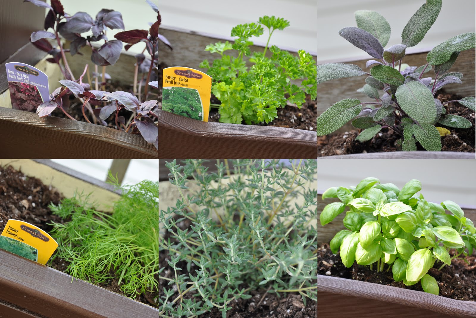 The Browy Blog: Deck Garden