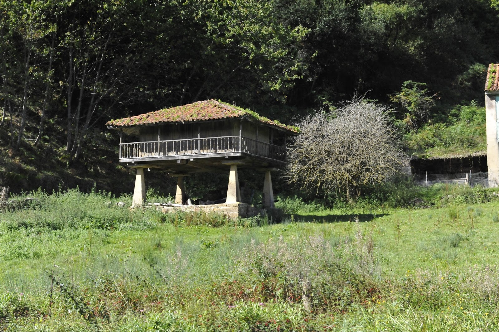Cangas de Onís, MUJA, ¿Lastres? El mirlo de papel