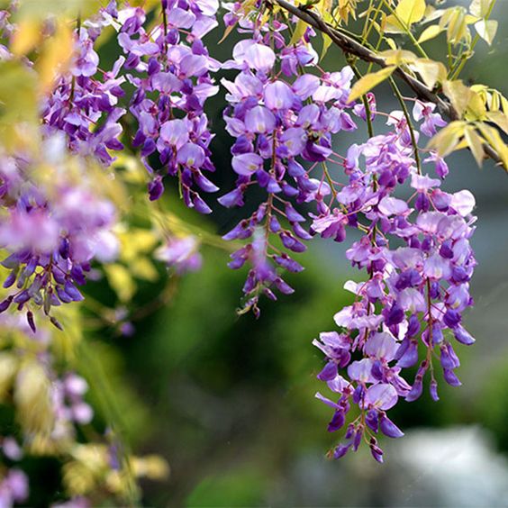 Iris Ensata Jocasta Purple Flower Flowers Garden Plant Plants