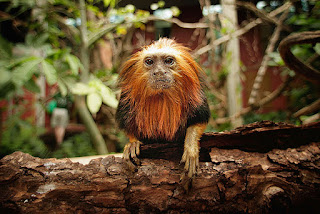 wild-animal wild-animal