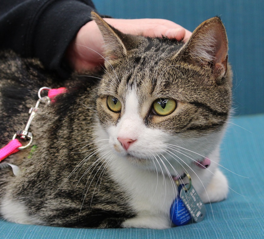 stella cat
