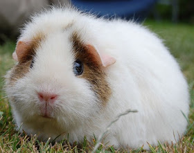 sad guinea pig