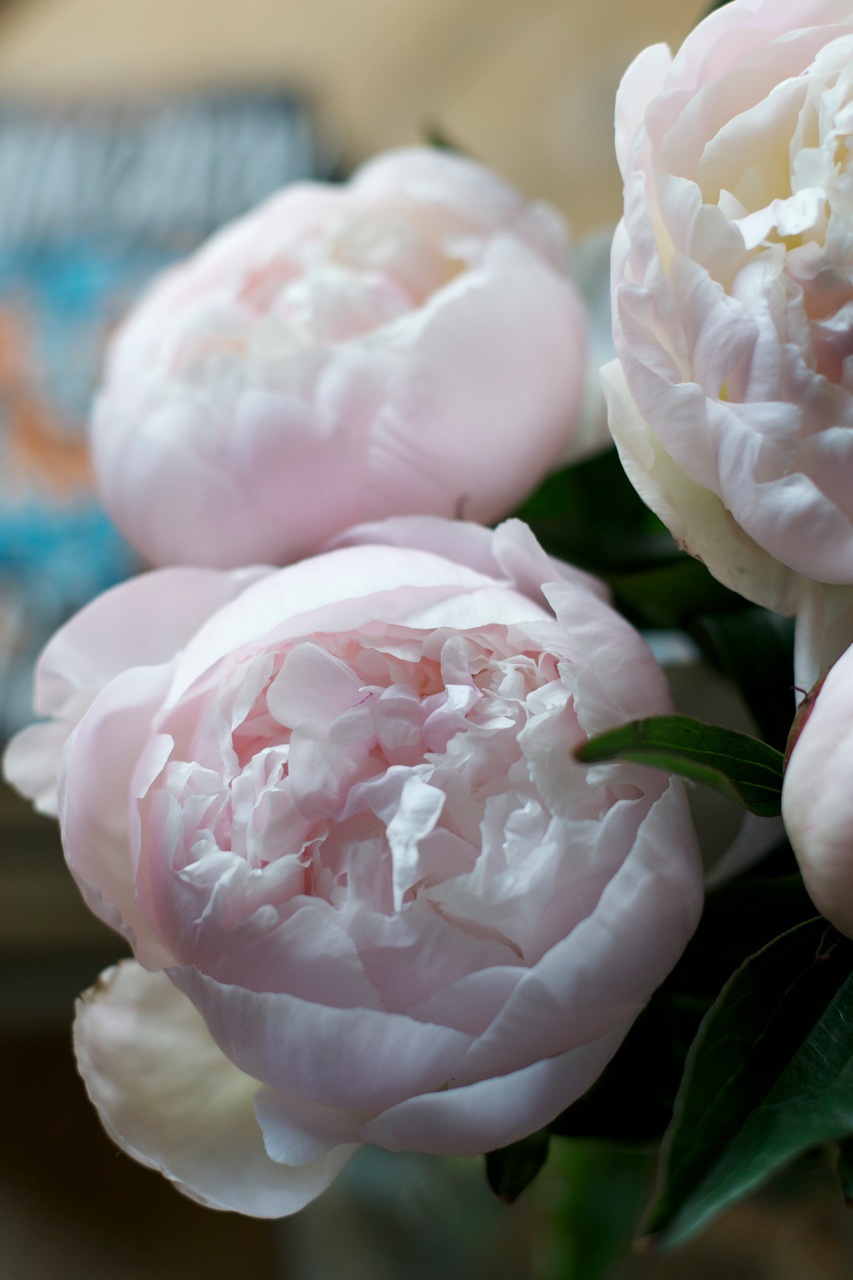 New books, pink peonies and blog break · Lisa Hjalt