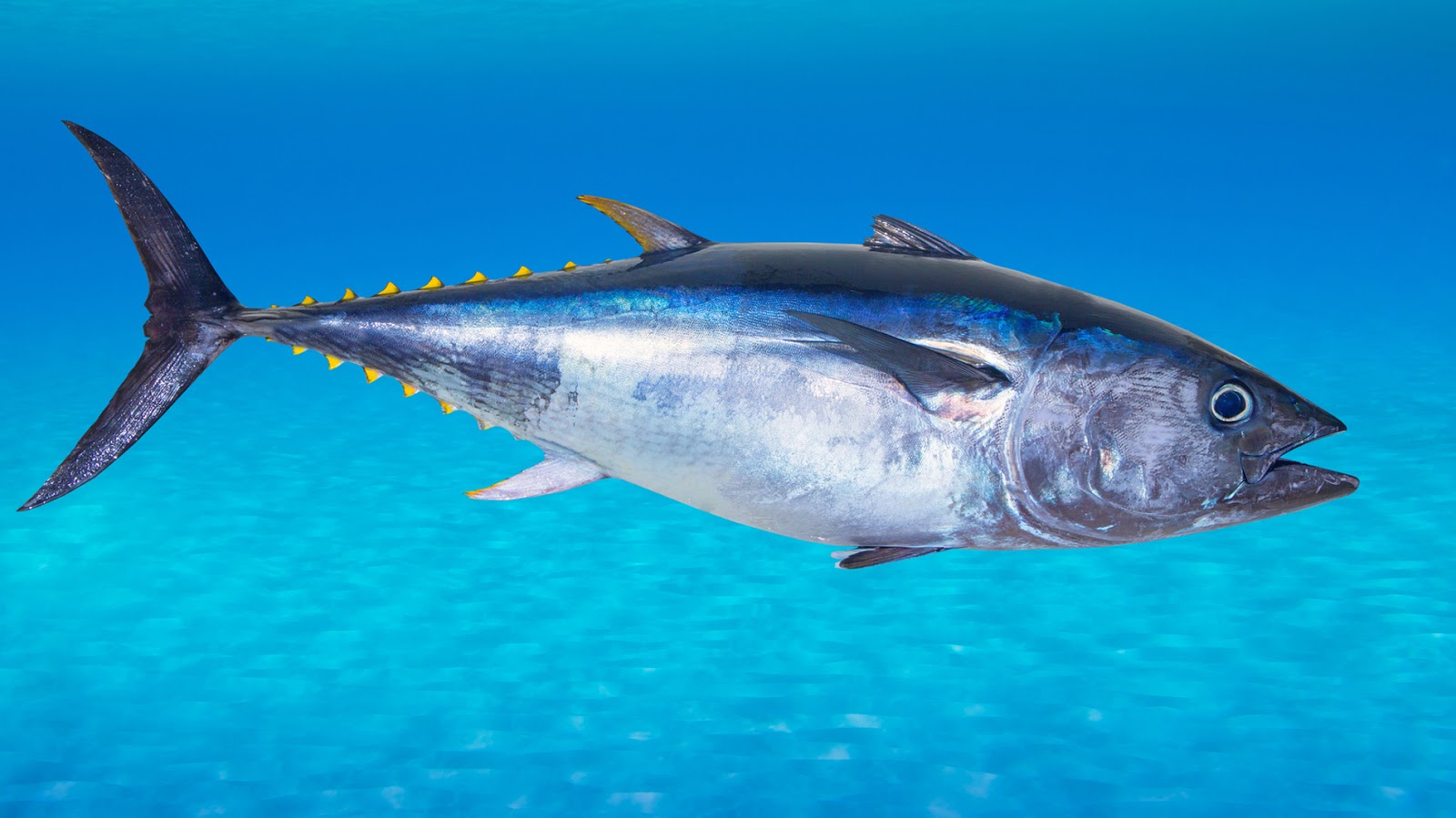 PROYECTO NAUTILUS: Características generales del atún rojo