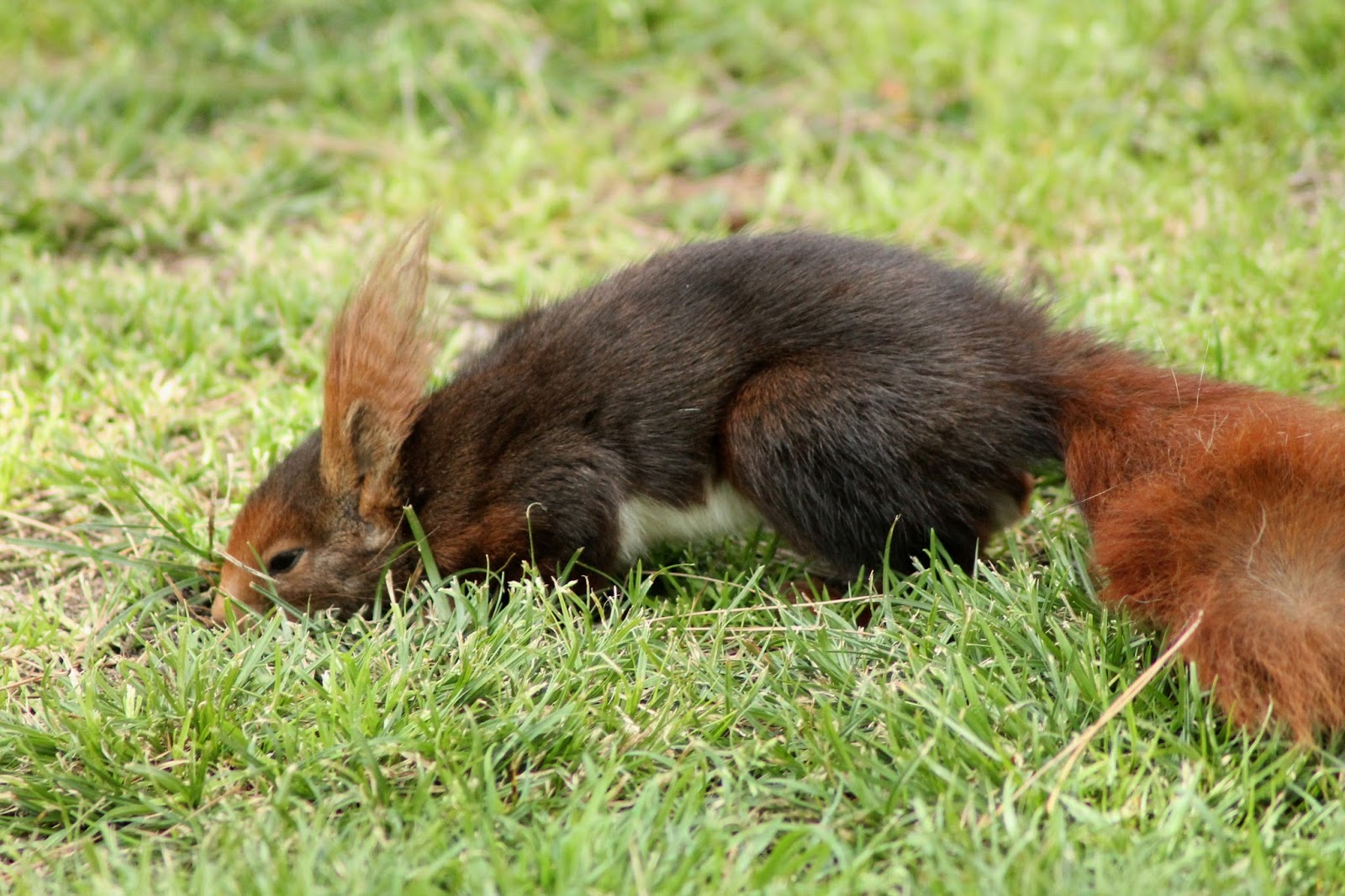 Zoo Volunteer: Spain 24: Red? Squirrel