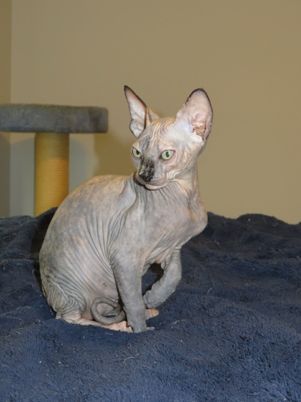 Chat Aux Sphynx: Introducing Chloe!