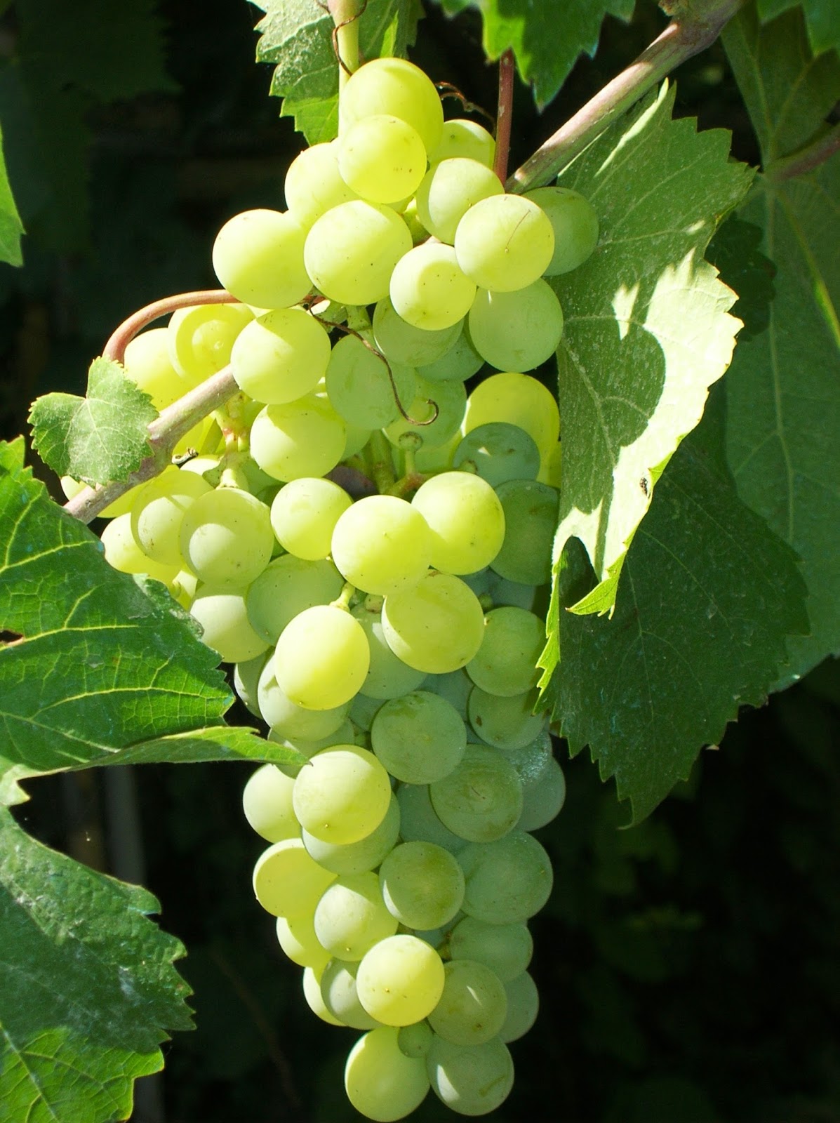 Davide Galliani La vigna del Signore jpg (1197x1600)