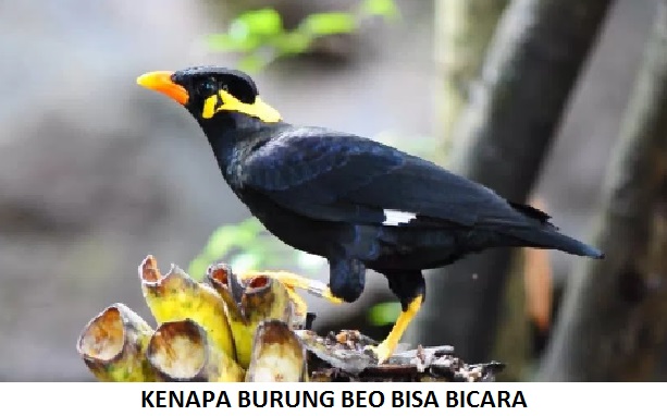 Unix Cara Menggambar Burung Beo Gambar Tato Gambar Tato