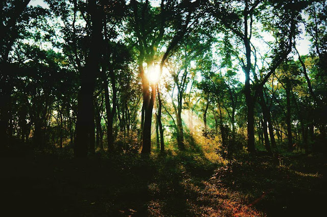 sunrise di alas kethu foto sunrise di alas kethu wonogiri