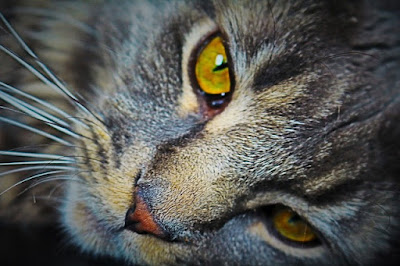 alt="primer plano de gato con ojos amarillos"
