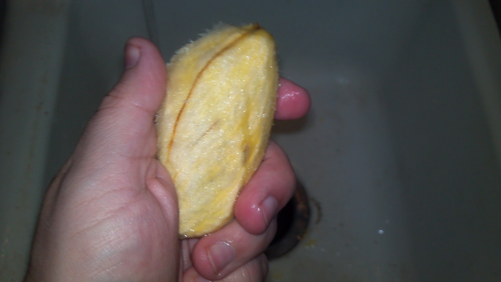 My Two Cents: HOW TO GROW YOUR OWN MANGO TREE FROM A SEED